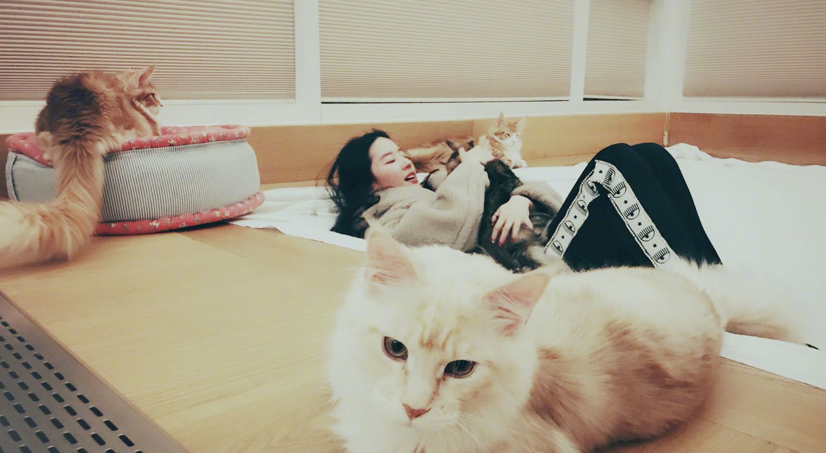 神仙姐姐微博发萌图,与猫咪开心互动,网友:人美猫可爱!