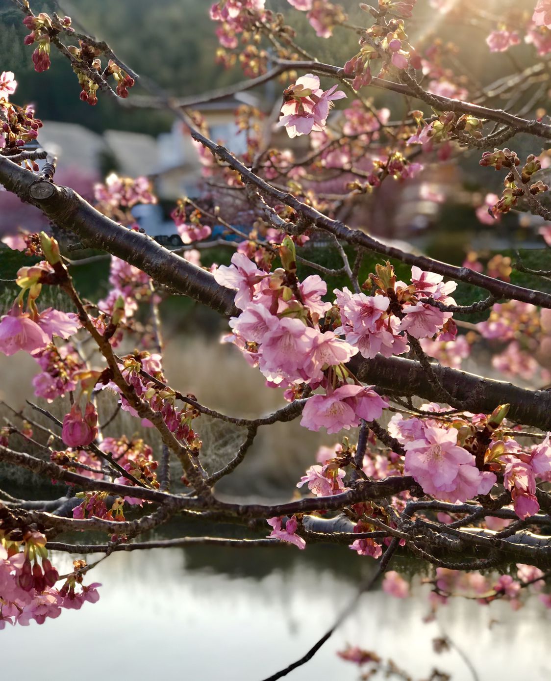 赏樱·春来花与海丨日本伊豆半岛+东京4晚5天假期_八大洲旅游