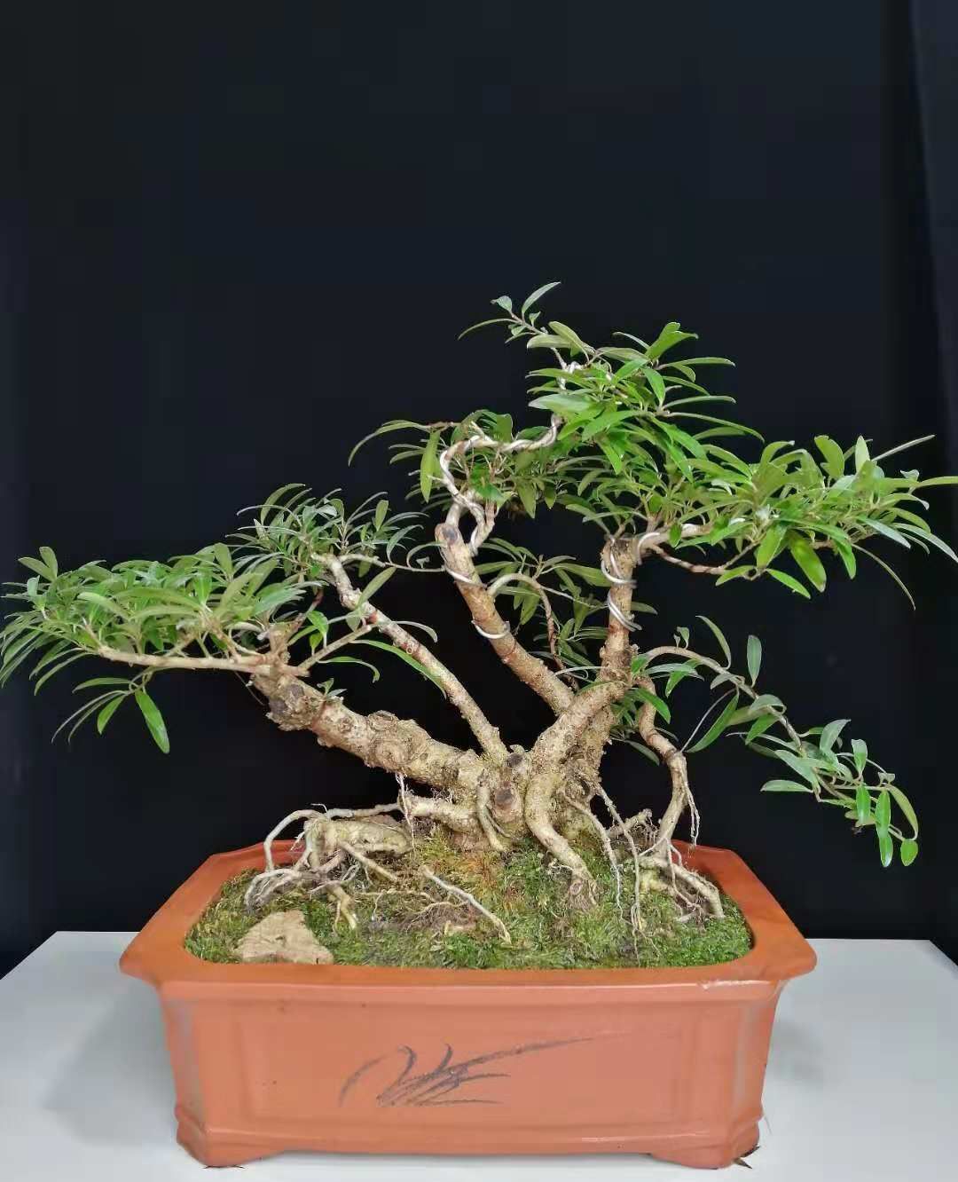 中国盆景观赏:盆景艺术的美在于求雅脱俗,形神兼备,拍照看下