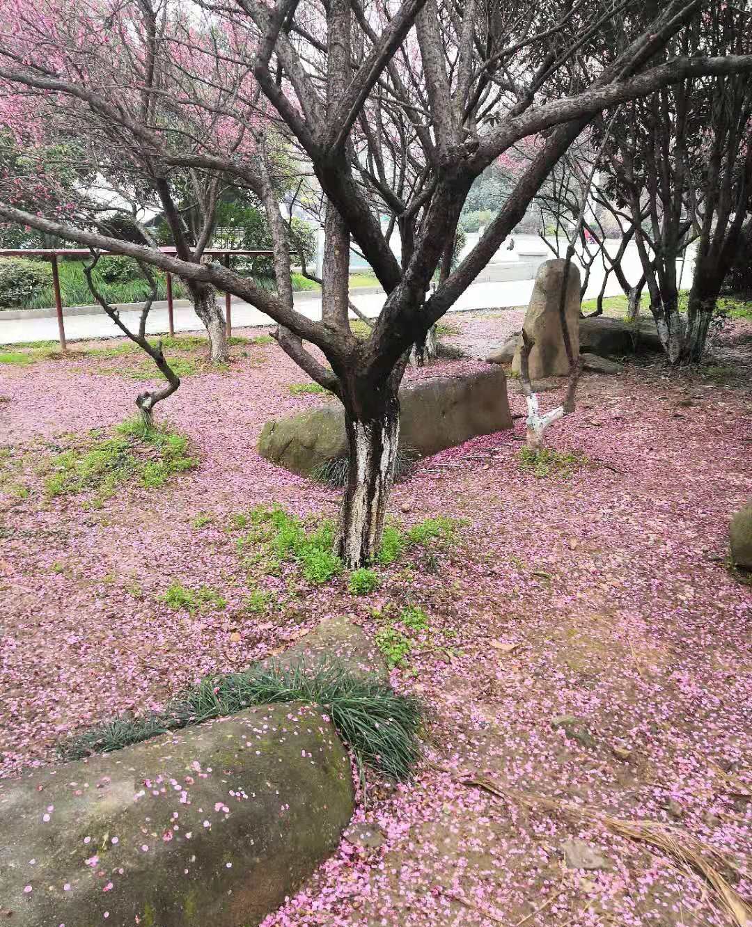 梅花即便零落飘飞,即便碾作泥土,它也香味如故,节气不改.