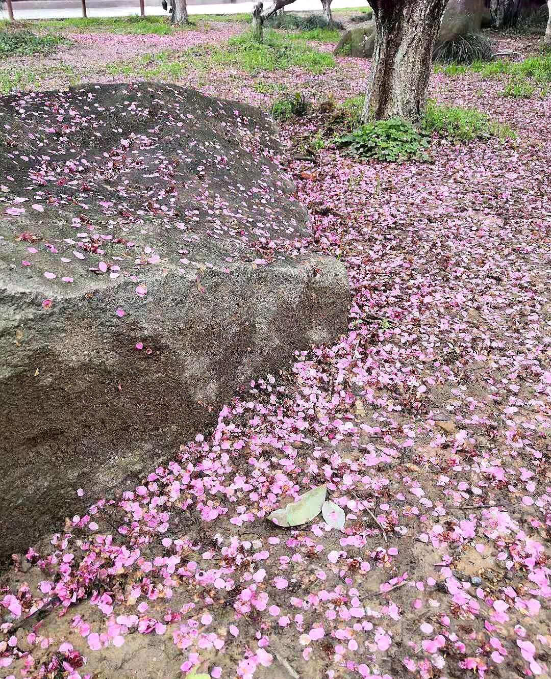 又是一年梅花凋谢,花飞花谢花满蹊,以图佑诗,见证一下梅花的美