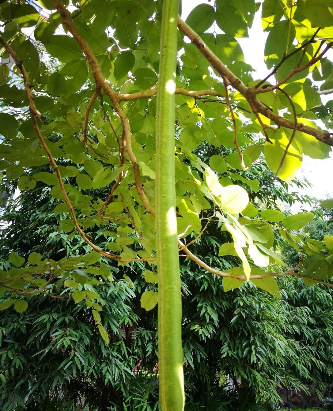 缅甸腊肠树能吃吗