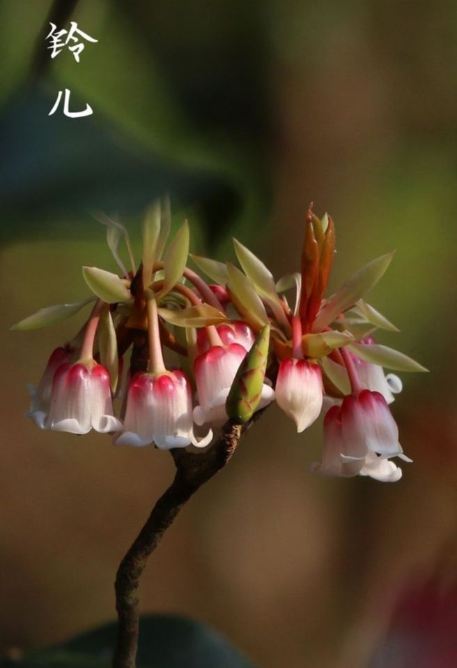 野生吊钟花拍摄于广东省梧桐山国家森林公园