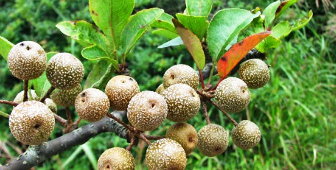 没有冰激凌的古代人,吃什么冷饮过夏天?古人:鹿梨浆了解一下