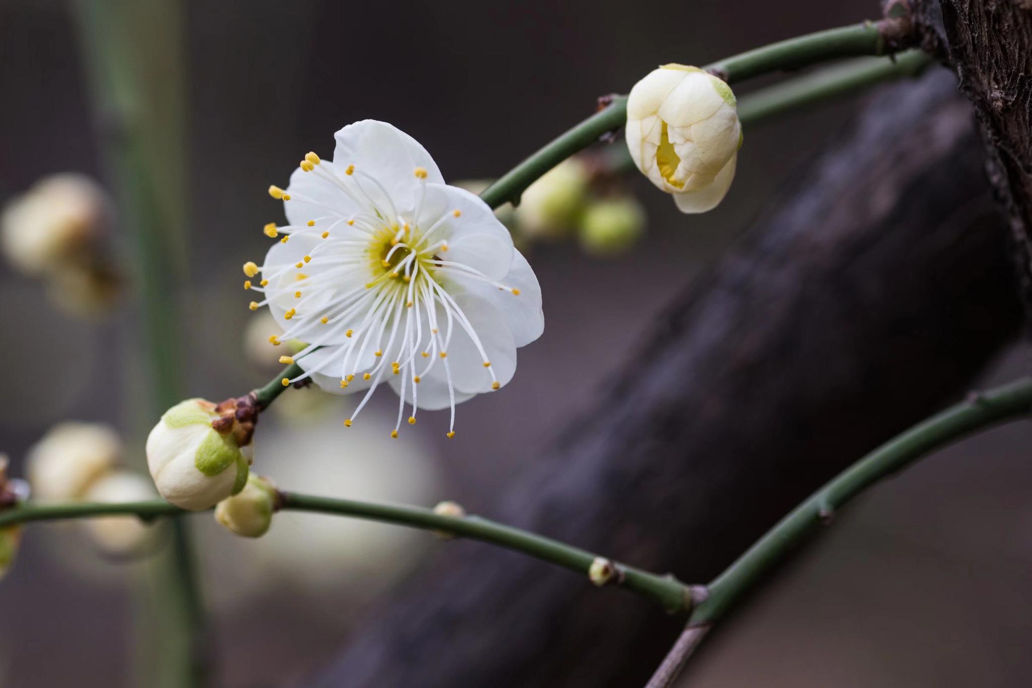 最有君子气质的梅花,梅花中的名品—绿萼梅