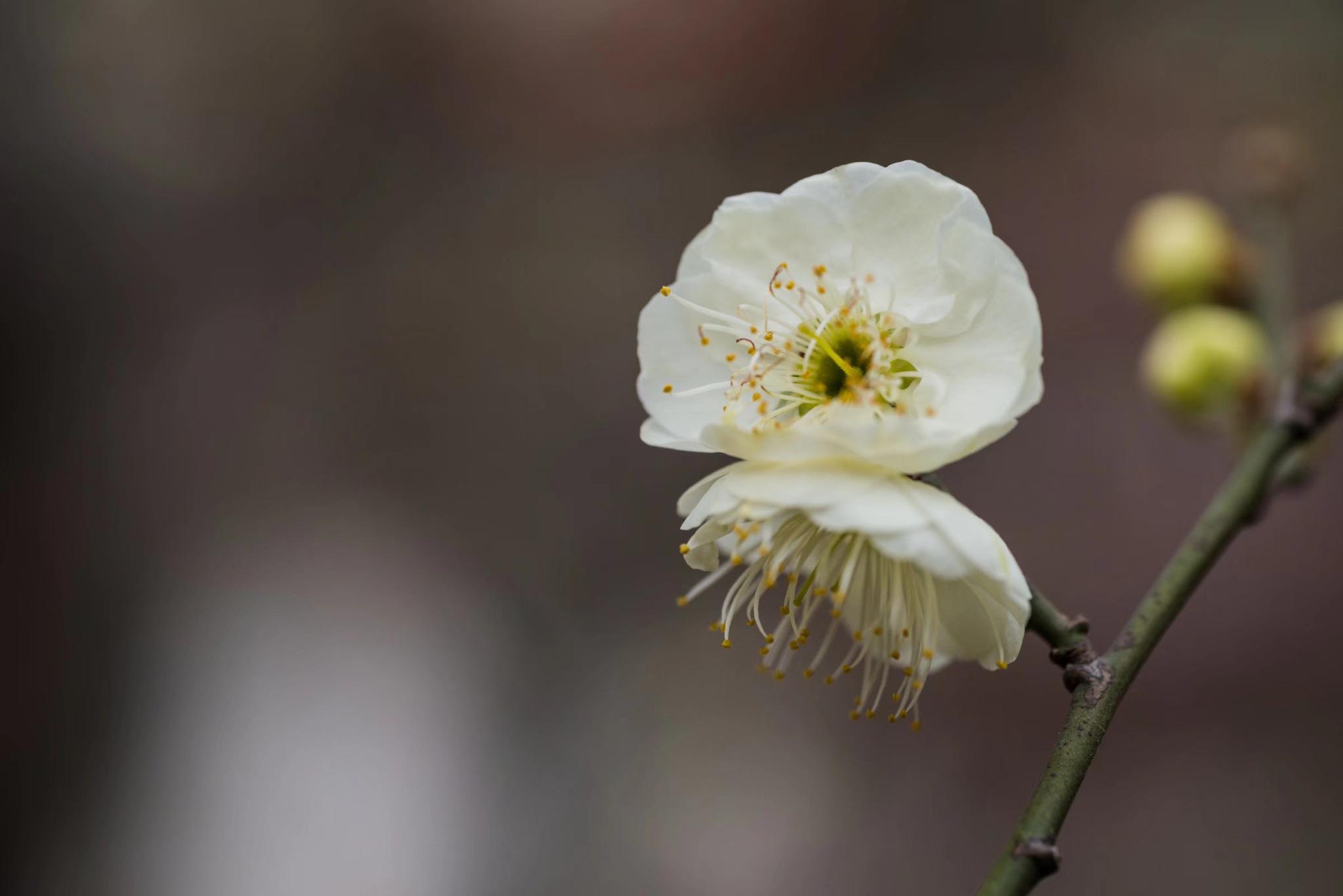 最有君子气质的梅花，梅花中的名品—绿萼梅|品种|绿色|花萼|科梅|胸胁_新浪新闻