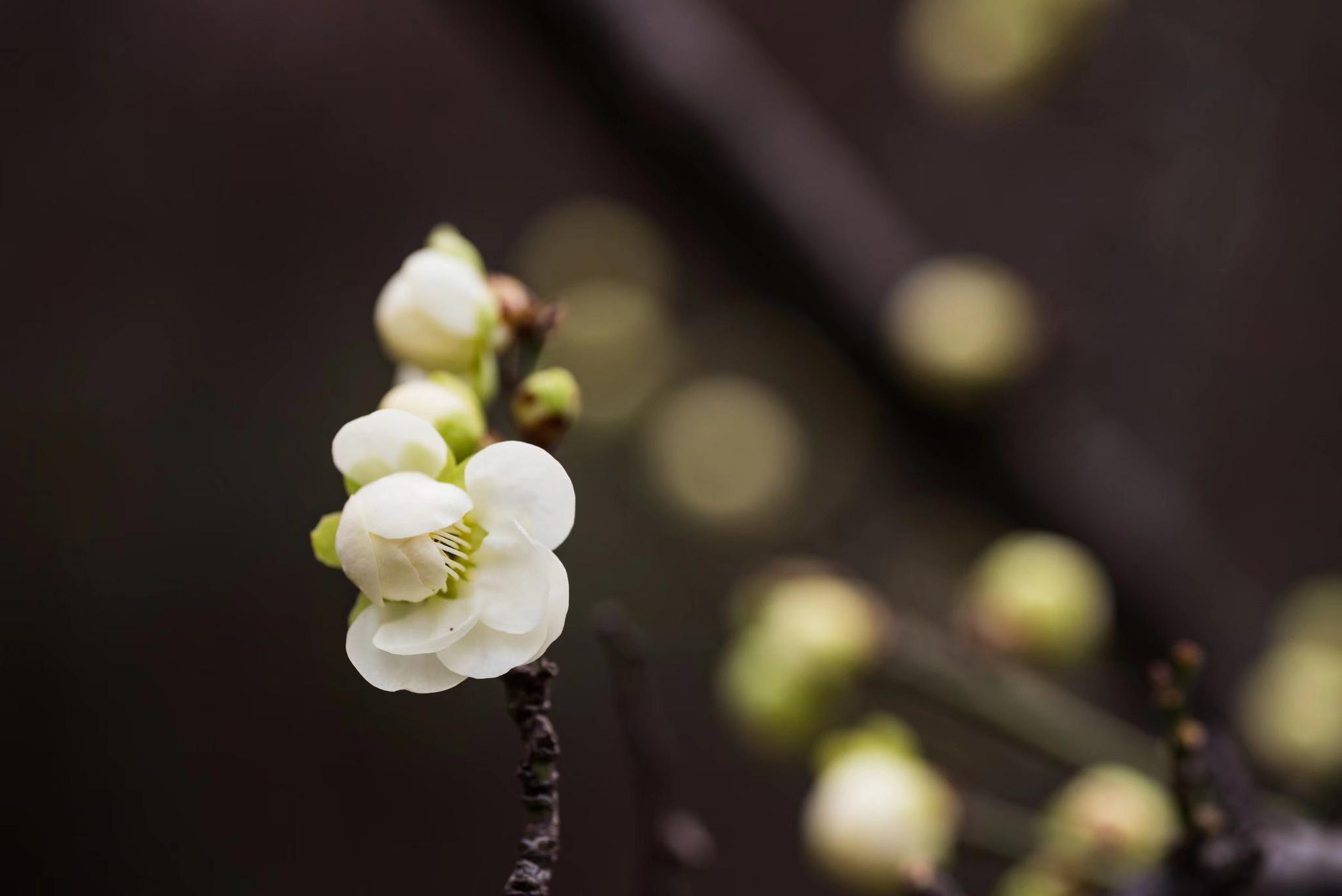 最有君子气质的梅花，梅花中的名品—绿萼梅|品种|绿色|花萼|科梅|胸胁_新浪新闻