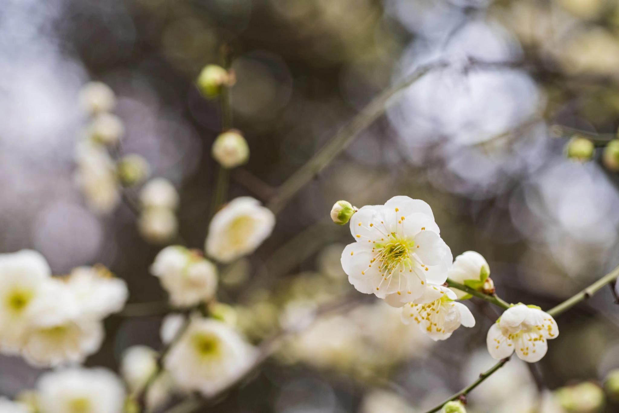 最有君子气质的梅花，梅花中的名品—绿萼梅|品种|绿色|花萼|科梅|胸胁_新浪新闻