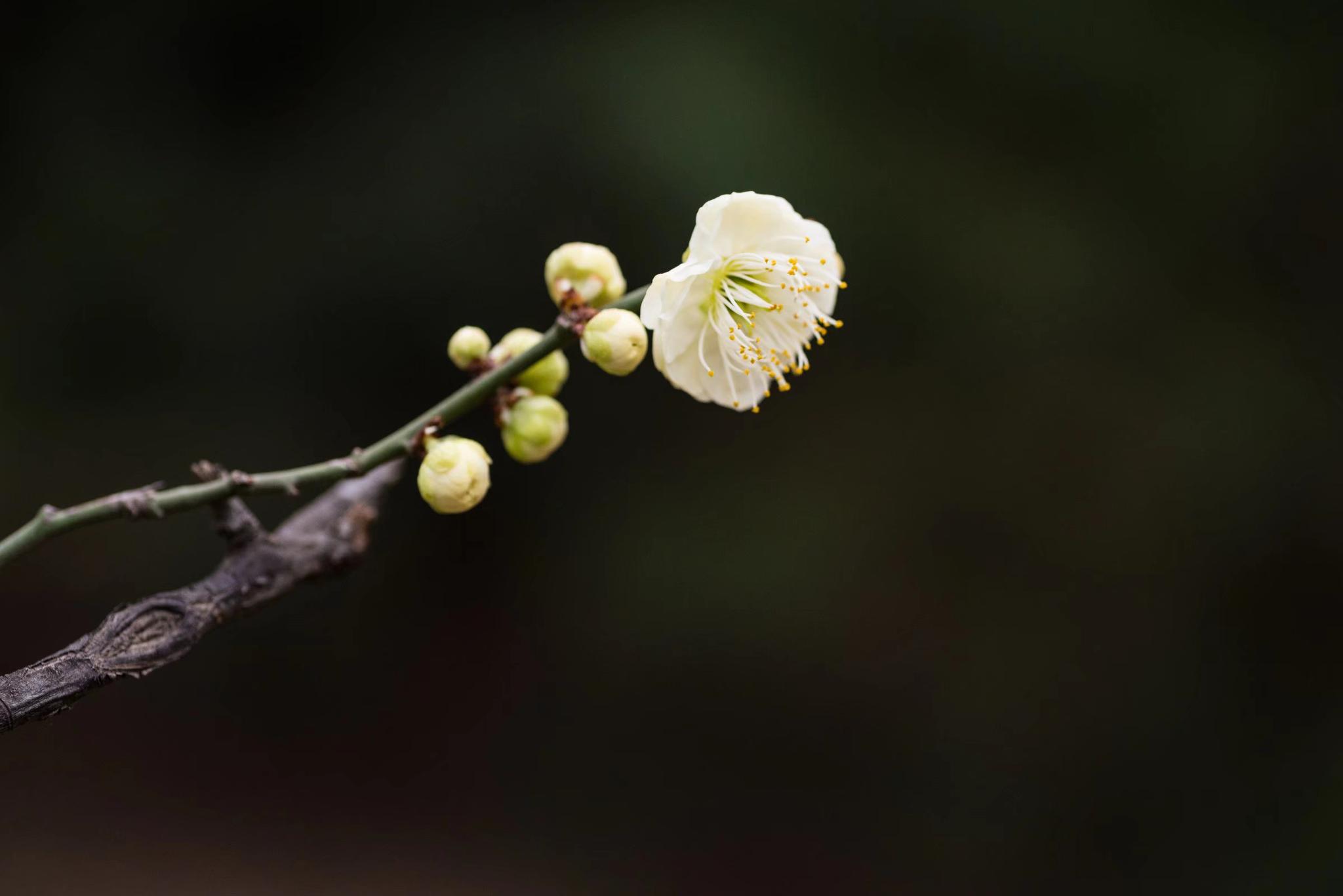 最有君子气质的梅花，梅花中的名品—绿萼梅|品种|绿色|花萼|科梅|胸胁_新浪新闻