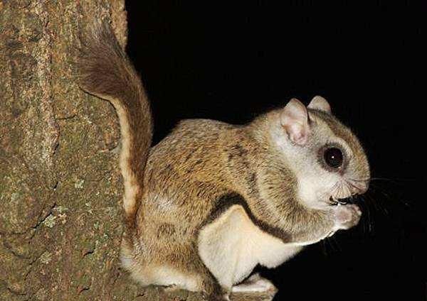 那么,复齿鼯鼠为什么又叫"寒号鸟"呢?