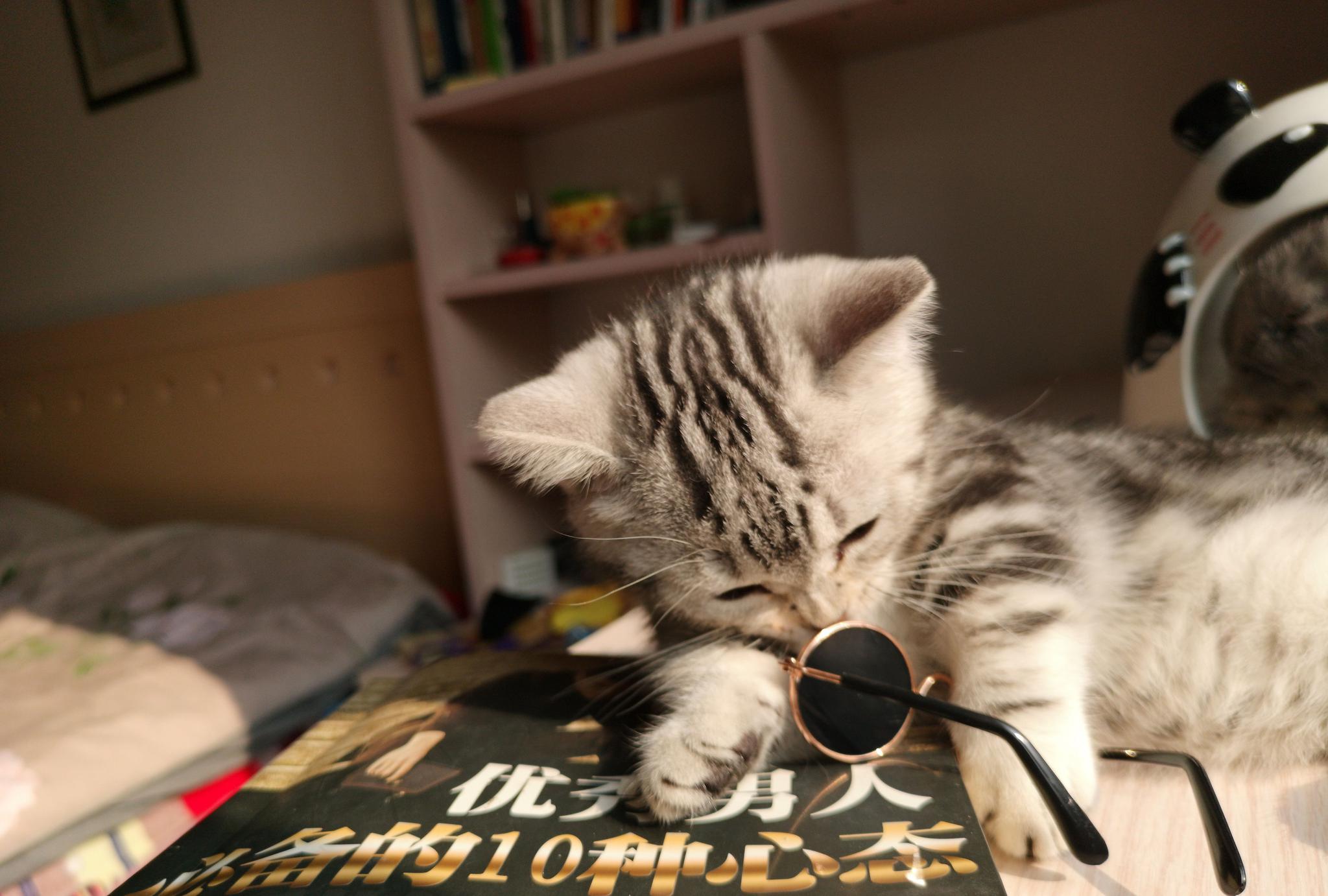 小奶猫看书看得昏昏欲睡,一直开小差,妈妈又好气又好笑!