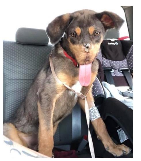 狗狗被人用鞭炮塞嘴炸烂鼻子,下巴,它战胜死神勇敢灿笑