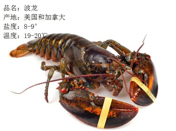 龙虾和小龙虾傻傻分不清？|智利|龙虾|小龙虾_新浪新闻