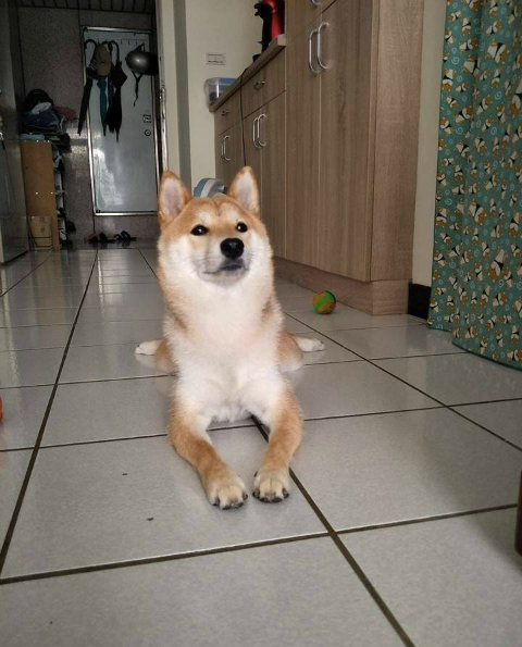 明明长着一张娃娃脸,偏偏端着一本正经的狗脸|娃娃脸|表情|罗圈腿