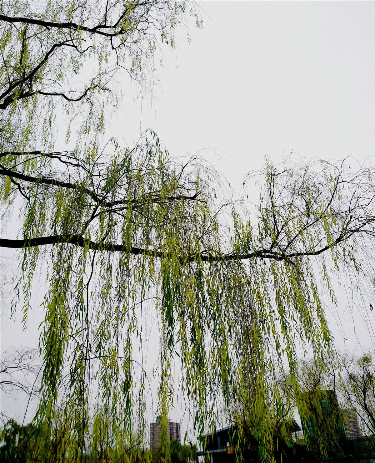 依依杨柳占尽人间四时春_高清图集_新浪网