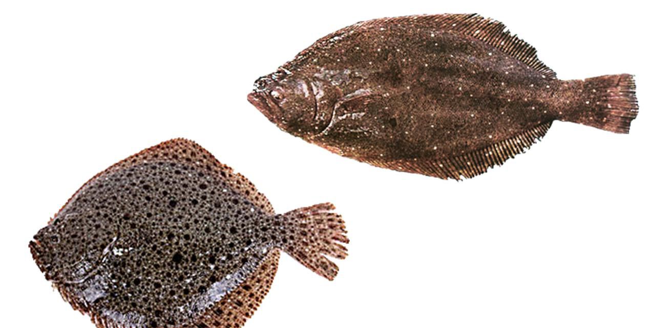 这"两兄弟"长得太像了,你在市场见到的多宝鱼未必是真的