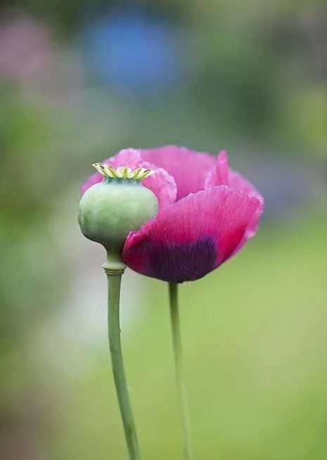 世界上最美丽的花罂粟花充满诱惑却也内藏杀机
