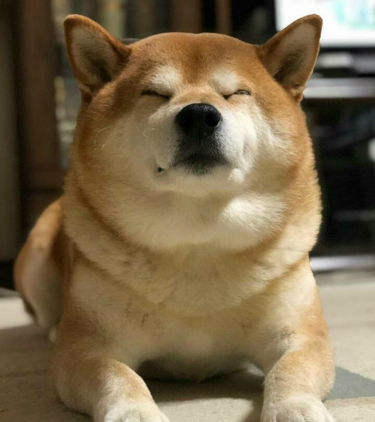 明明长着一张娃娃脸,偏偏端着一本正经的狗脸|娃娃脸|表情|罗圈腿