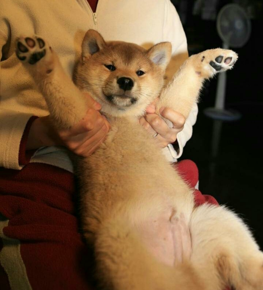 明明长着一张娃娃脸,偏偏端着一本正经的狗脸|娃娃脸|表情|罗圈腿