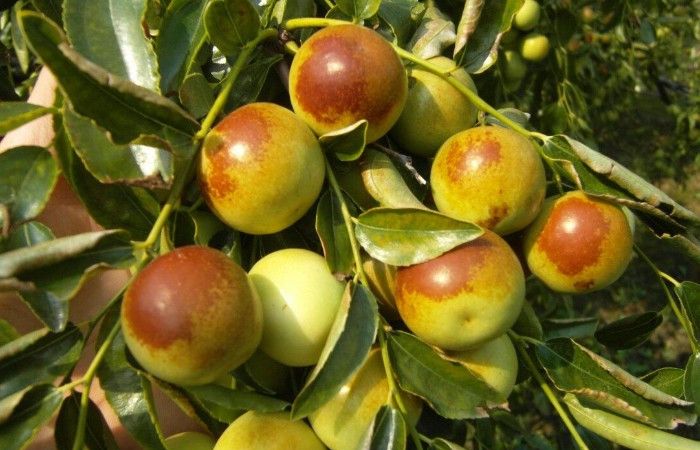 山东北部的沾化县,不仅风景秀丽,而且是举世闻名的冬枣之乡