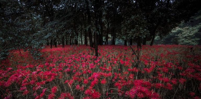 日本埼玉县巾着田曼珠沙华公园 如火似血的地狱彼岸花