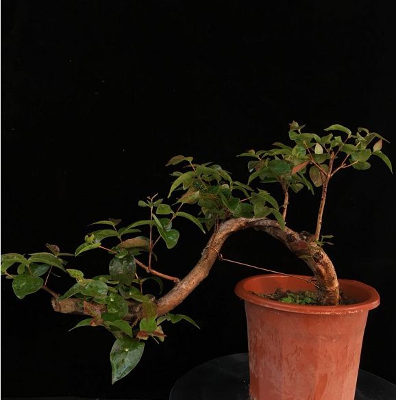 中国盆景观赏:盆景艺术的美在于求雅脱俗,形神兼备,拍照看下