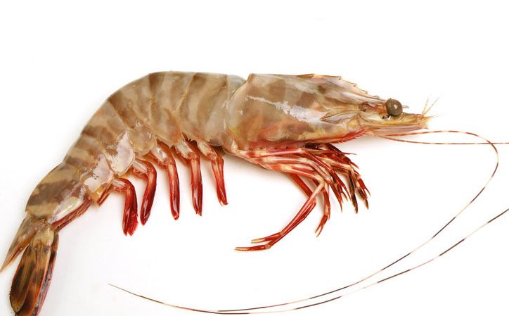 基围虾的头部到底能不能吃?很多人都吃错了!