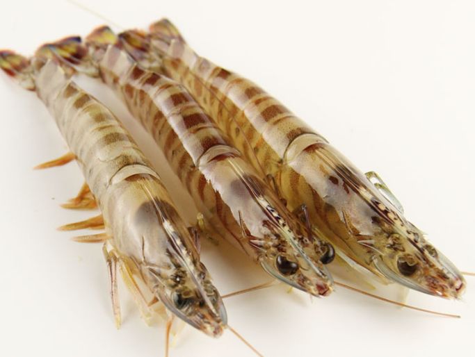 基围虾的头部到底能不能吃?很多人都吃错了!_高清图集_新浪网