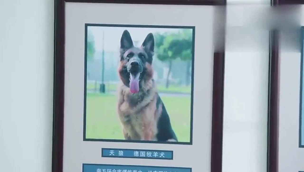 杜飞执行任务时调休,警犬"妞妞"竟开门叫他起床,杜飞绝望了