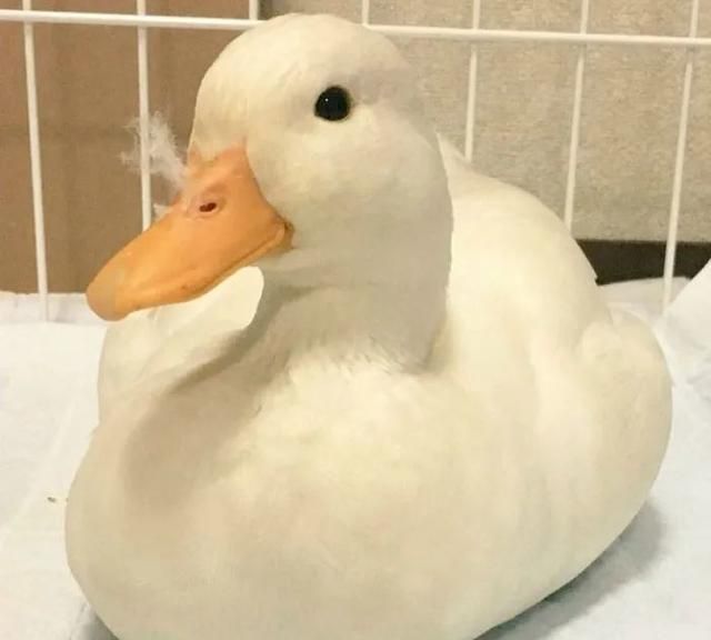 可爱鸭子头像最近流行的吸鸭萌萌的软绵绵的鸭胸无法抵挡啊