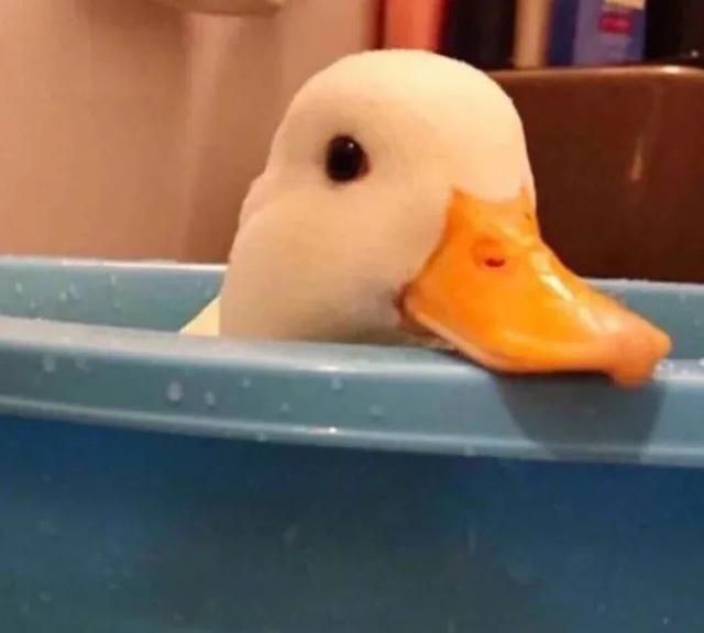 可爱鸭子头像最近流行的吸鸭萌萌的软绵绵的鸭胸无法抵挡啊