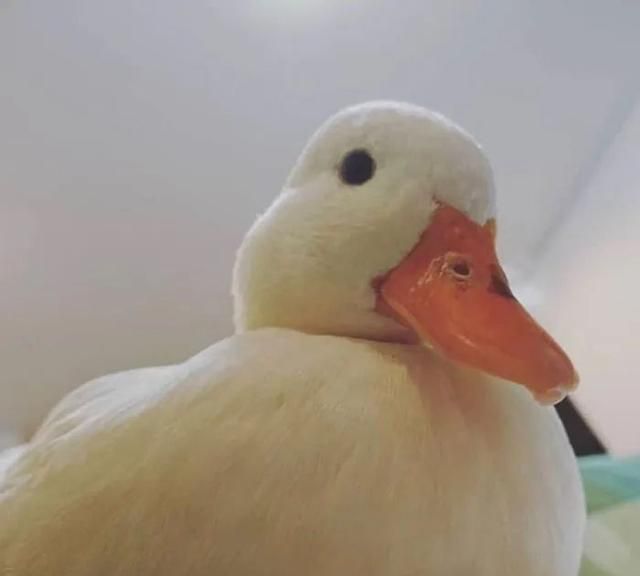 可爱鸭子头像最近流行的吸鸭萌萌的软绵绵的鸭胸无法抵挡啊