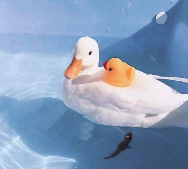 可爱鸭子头像最近流行的吸鸭萌萌的软绵绵的鸭胸无法抵挡啊