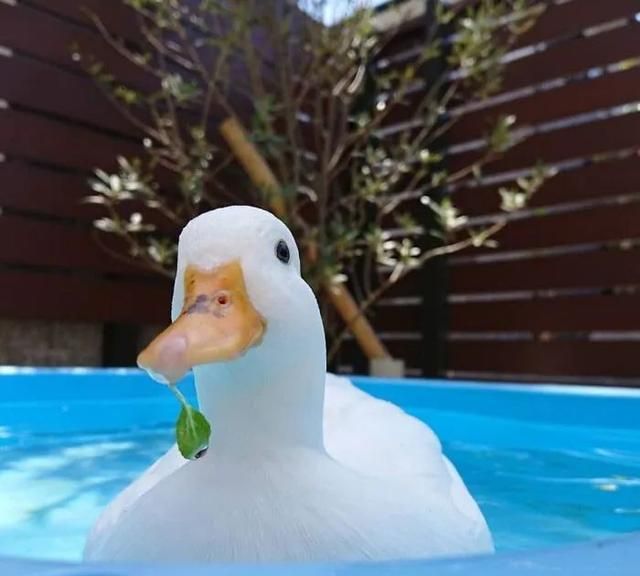 可爱鸭子头像最近流行的吸鸭萌萌的软绵绵的鸭胸无法抵挡啊