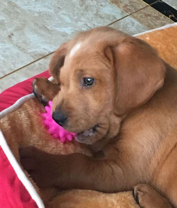 金毛特别喜欢咬东西, 网友不在家就得丢给它点东西咬