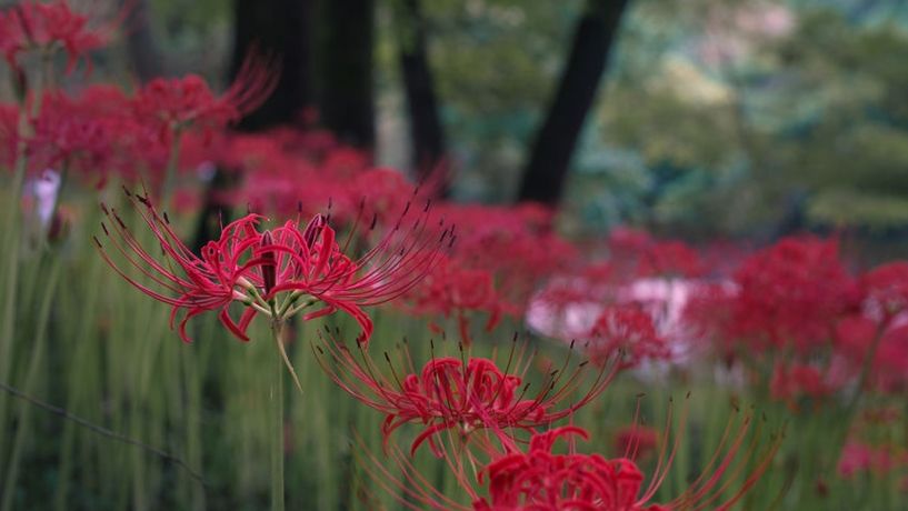 日本埼玉县巾着田曼珠沙华公园 如火似血的地狱彼岸花