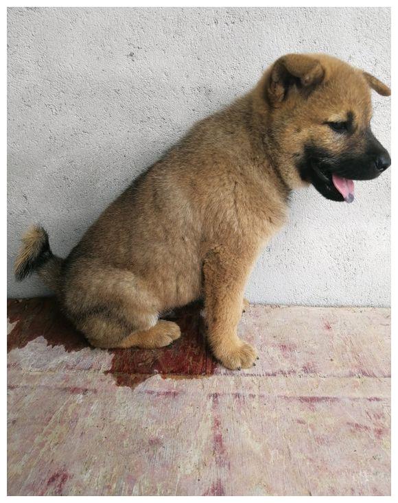 小田园犬太可爱了,它尿完尿也不挪地方,坐在上面