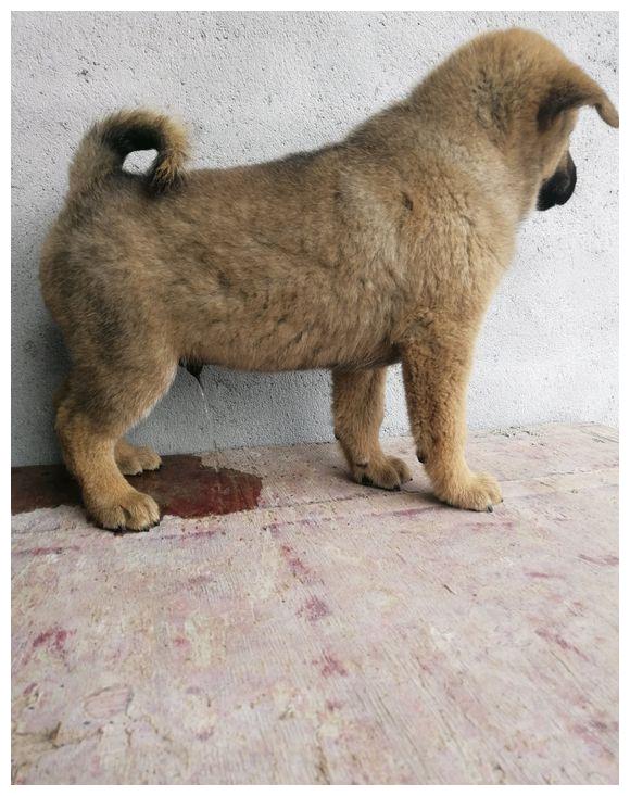 我们村里养土狗的人非常多,其实土狗在不断的繁衍后代过程中也是和