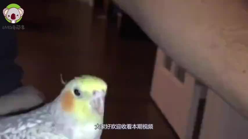 可爱的鹦鹉跟着主人学拼音很标准