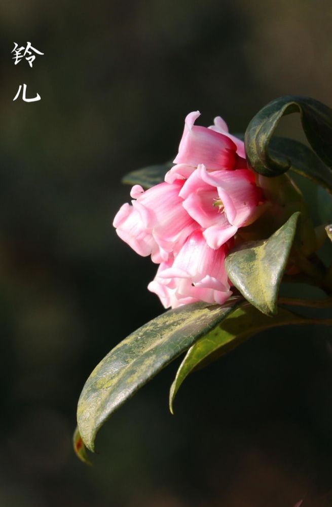 野生吊钟花拍摄于广东省梧桐山国家森林公园