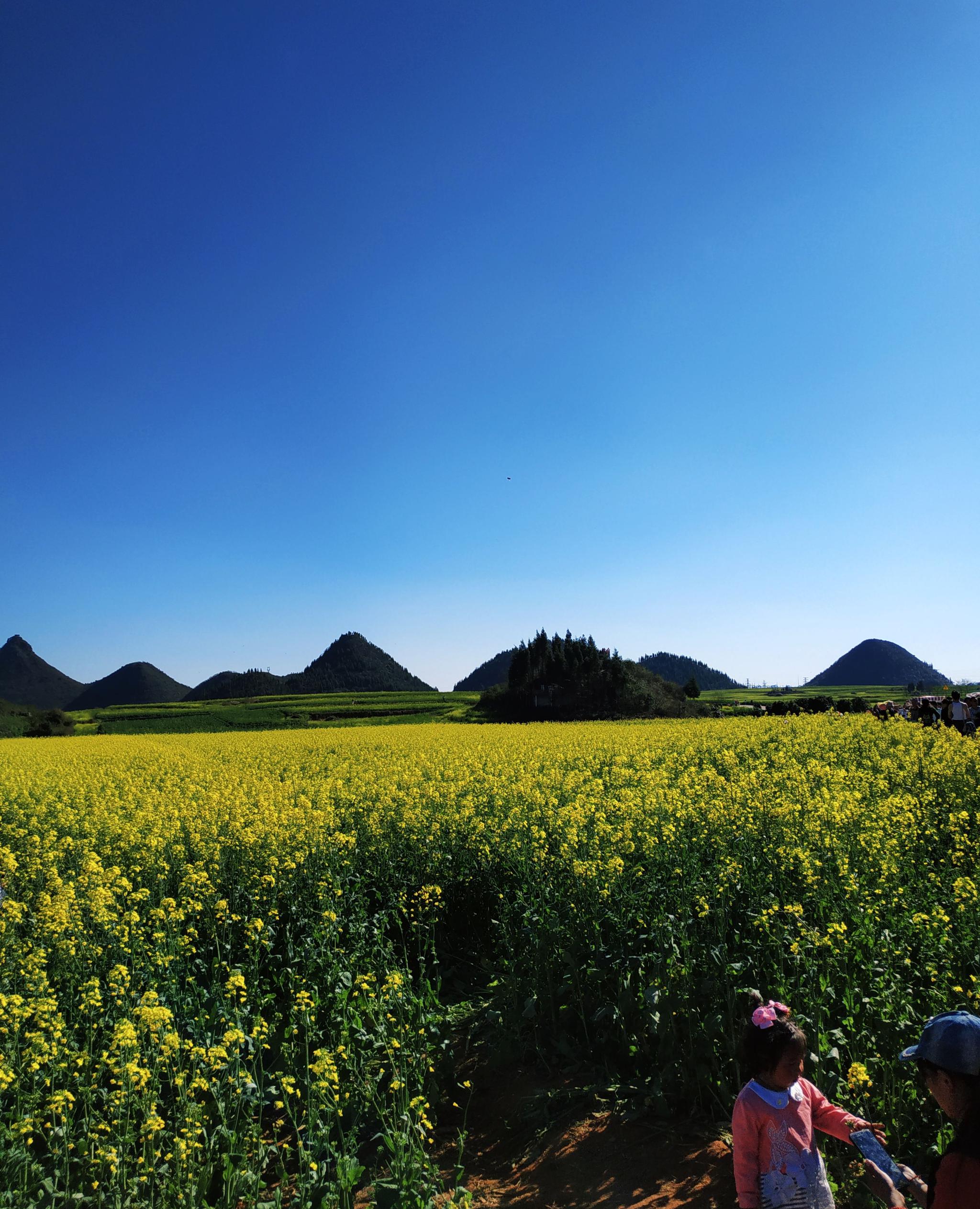 罗平油菜花旅游风景图片