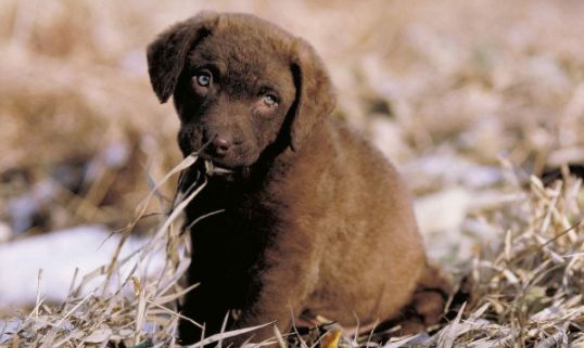 乞沙比克猎犬又叫切萨皮克海湾巡回犬,乞沙贝克寻回猎犬.