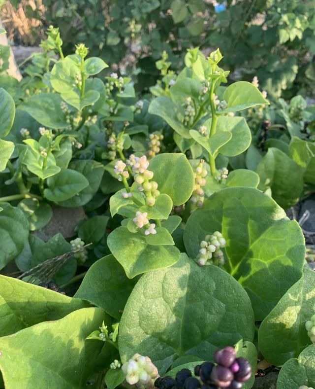 一首《木耳菜》,窥其别名,识其特点