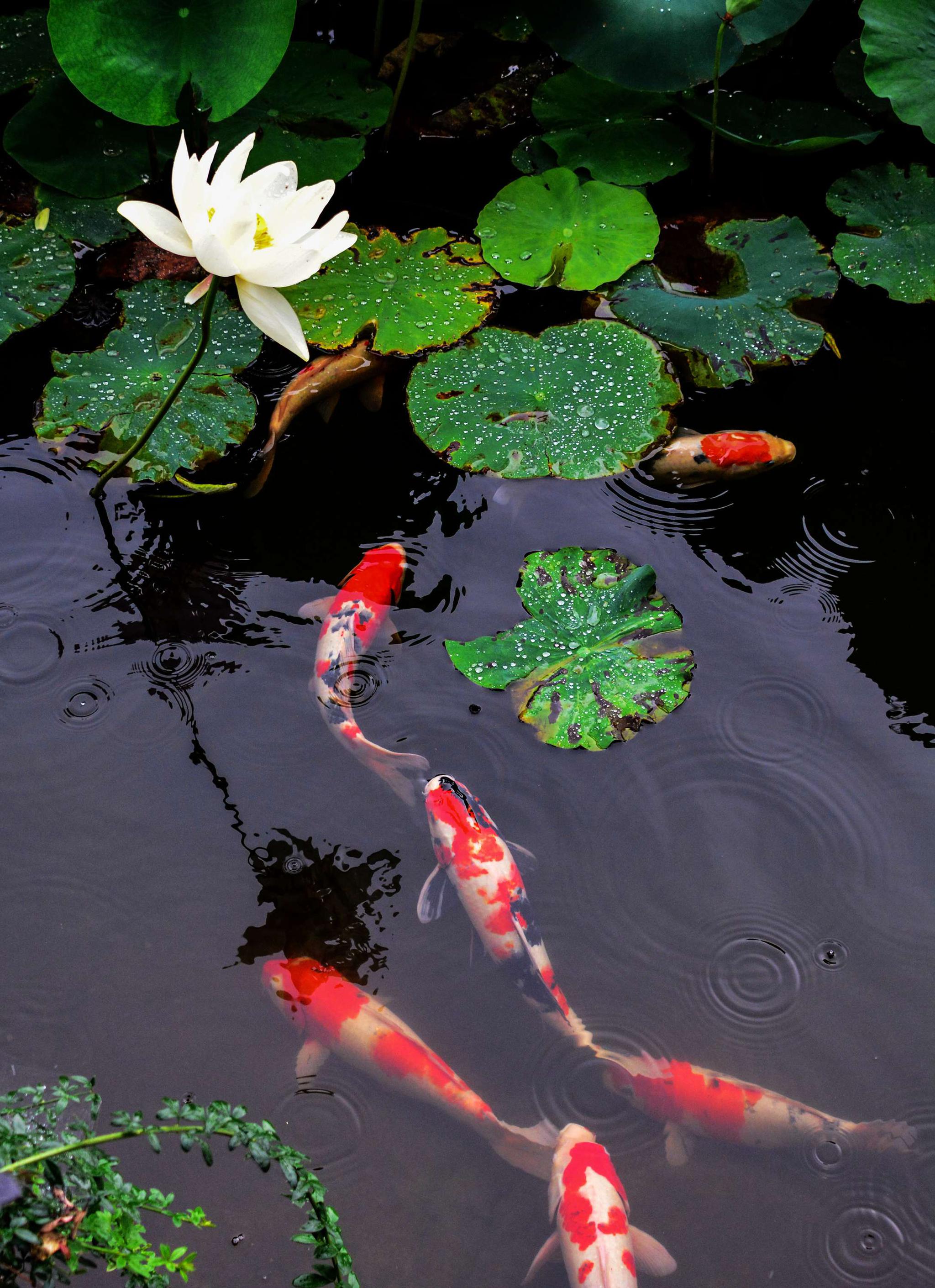 鱼戏莲叶间 摄于无锡鹅湖玫瑰园荷塘|玫瑰园|莲叶|荷塘_新浪新闻
