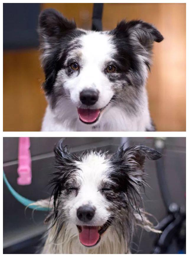 萌宠洗澡前后对比图,每一张都让人爆笑