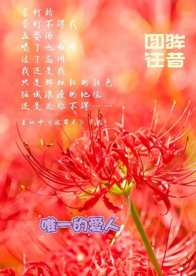 「红月亮诗刊」总第267期‖王汉中:彼岸花(组诗)