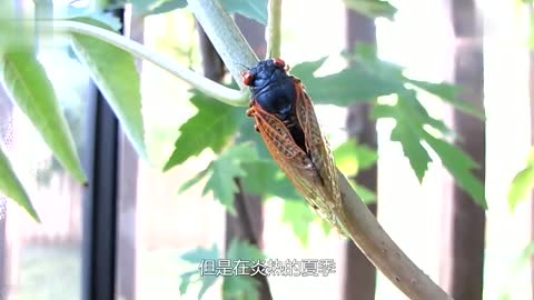 最顽强的一种蝉藏在地下十七年不死破土之日就泛滥成灾