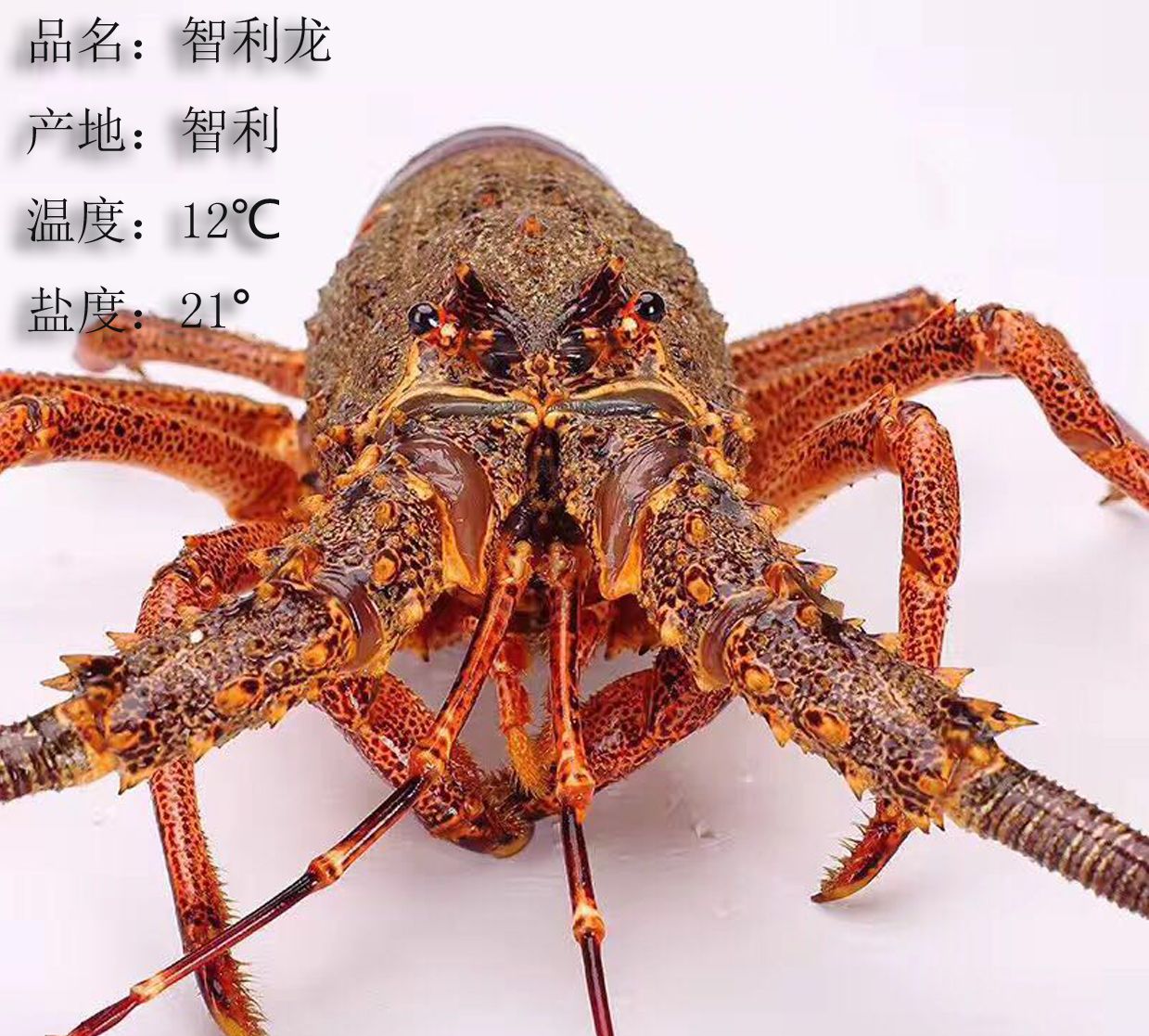 龙虾和小龙虾傻傻分不清？_新浪新闻