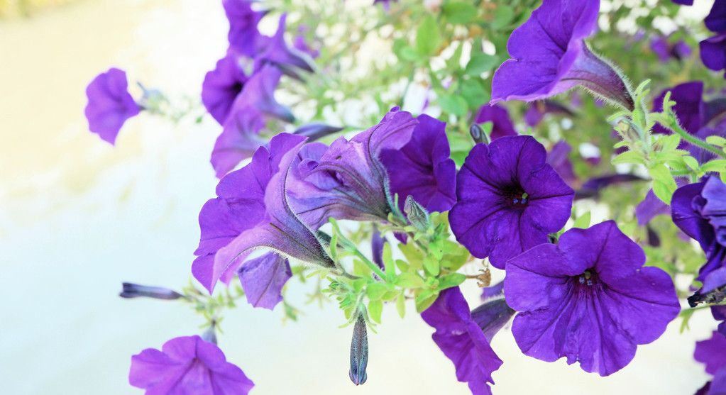 多彩艳丽的喇叭形牵牛花_高清图集_新浪网