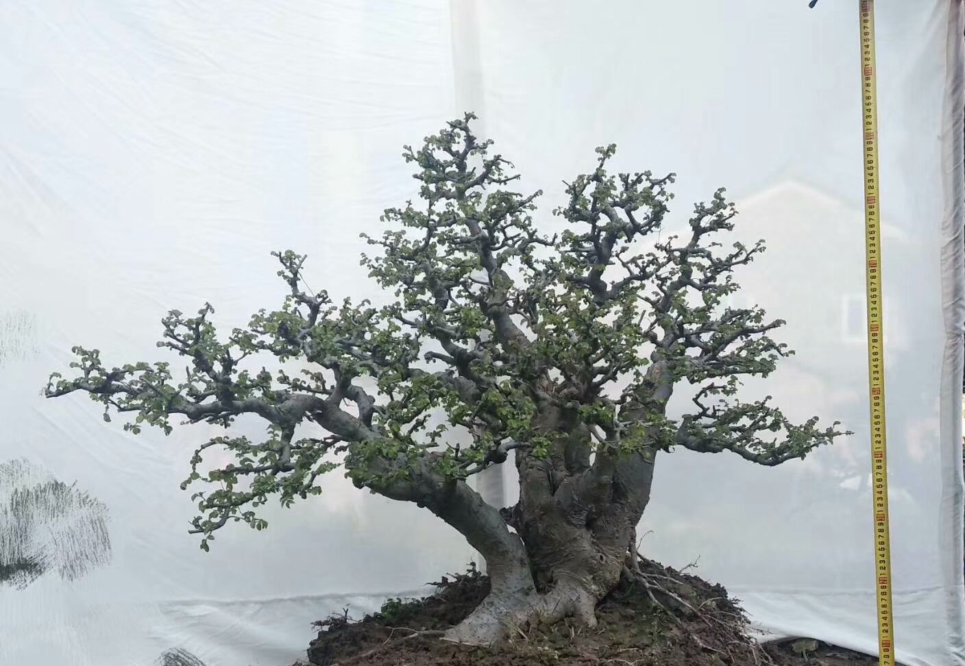 榔榆树桩枝干如虬龙般做盆栽很漂亮